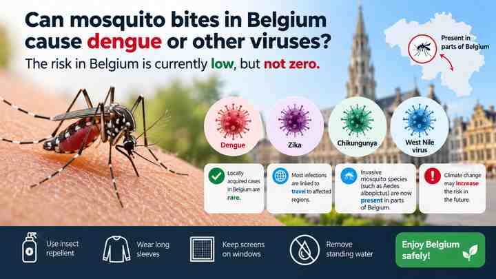 Can mosquito bites in Belgium cause dengue or other viruses?