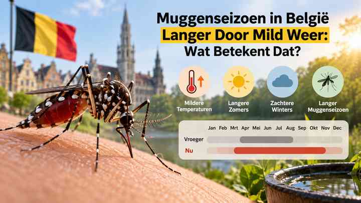 Muggenseizoen in België Langer Door Mild Weer: Wat Betekent Dat?